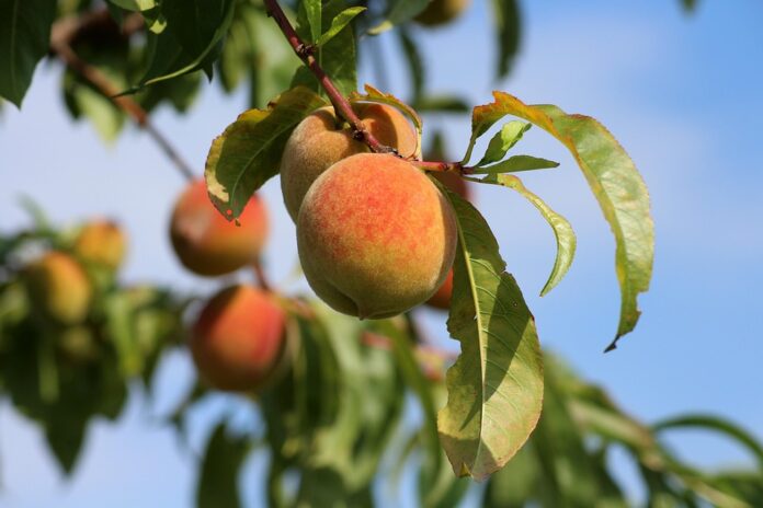 The World’s Top Peach Producers Who Leads in Yield and Innovation