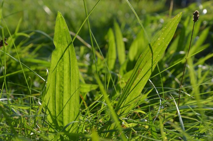 The World’s Top Plantain Producers Who Leads in Yield and Innovation