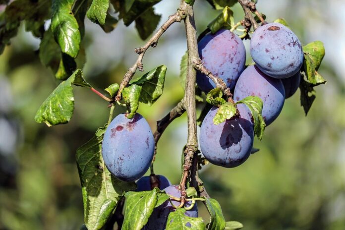 The World’s Top Plum Producers Who Leads in Yield and Innovation