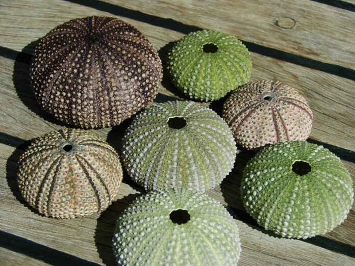 The World’s Top Sea Urchin Producers Who Leads in Yield and Innovation