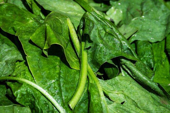The World’s Top Spinach Producers Who Leads in Yield and Innovation