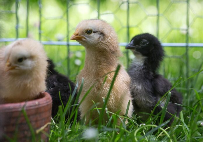 The chicken feed industry expands with rising demand for backyard poultry