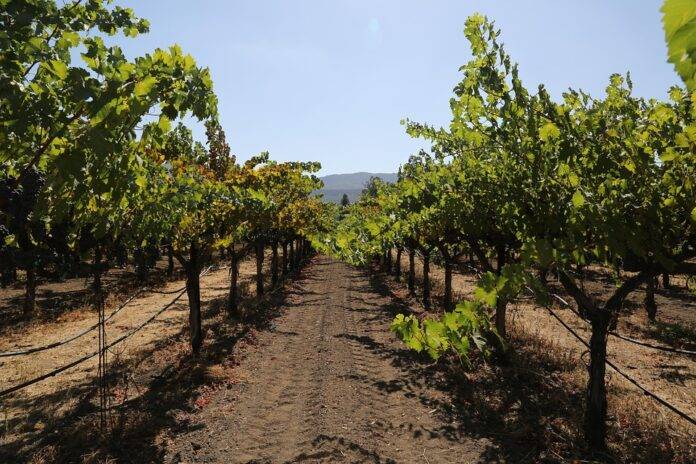 The difference between Old World and New World Cabernet Sauvignon styles