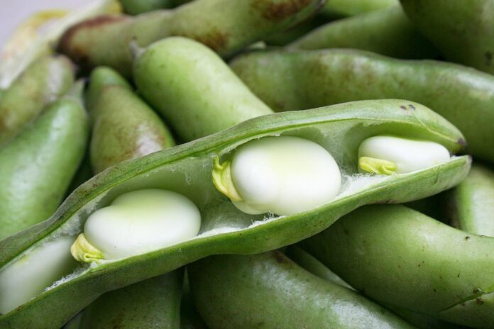 The economics of growing legumes for beverage applications
