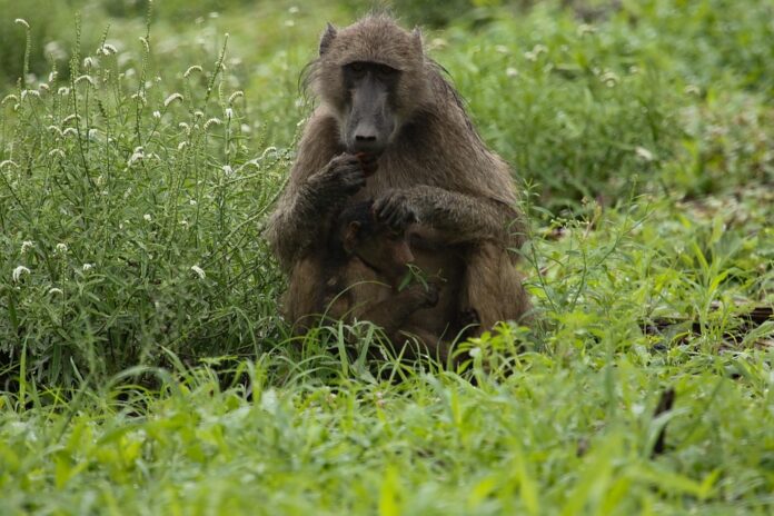 The future of baby food packaging is safe portable and earth friendly