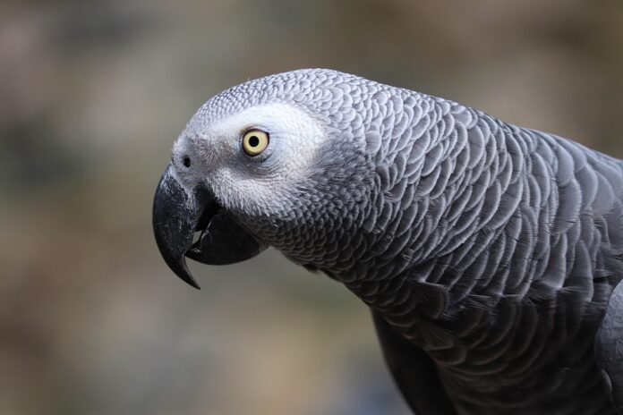 The future of exotic pet food is tailored functional and ethically sourced