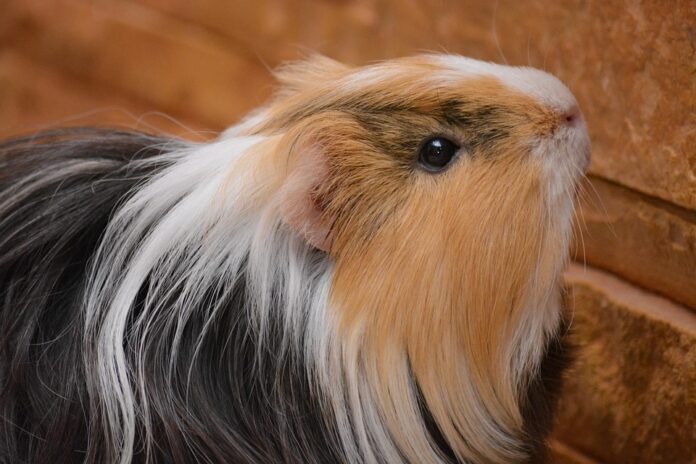 The future of guinea pig food focuses on enrichment freshness and clean labels