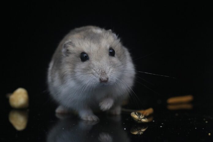 The future of hamster food is natural fun and nutritionally complete