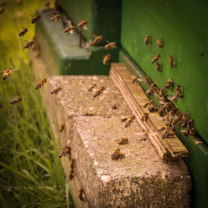 The future of insect based pet food lies in education trust and innovation