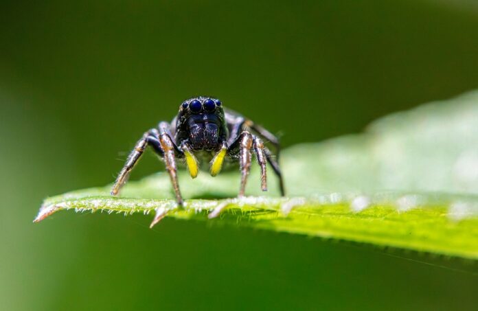 The future of spider food is ethical safe and species specific