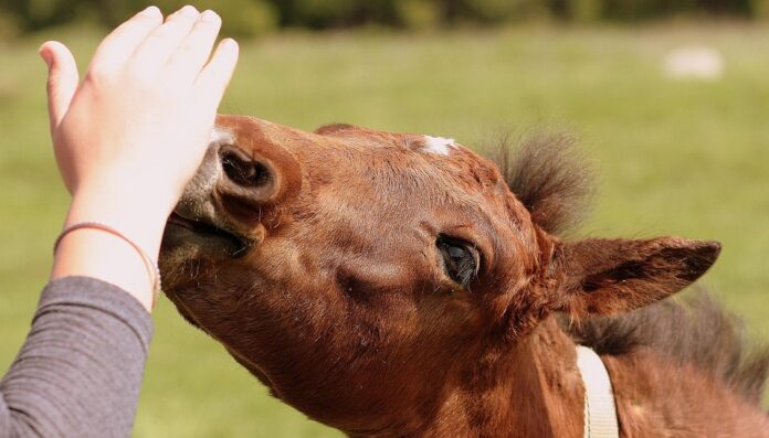 The global horse food industry expands with rising interest in equine wellness