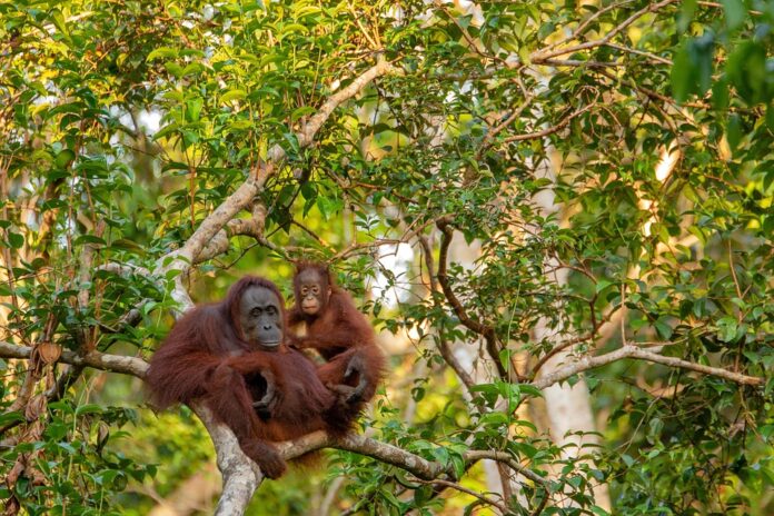The palm oil industryʼs response to ESG investor pressure