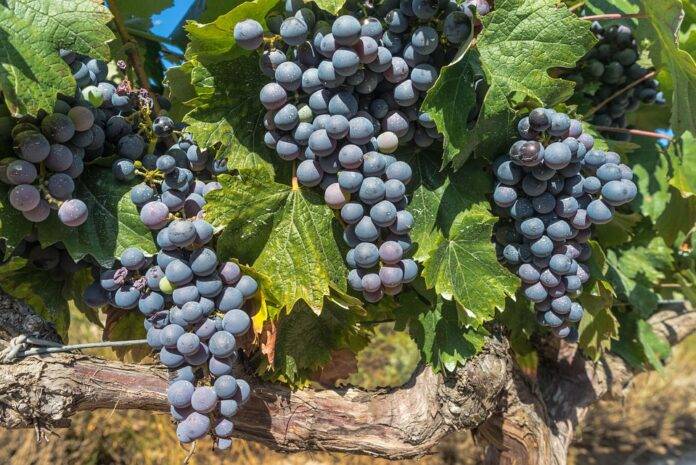 The role of Merlot in Right Bank Bordeaux wines from Saint Émilion and Pomerol