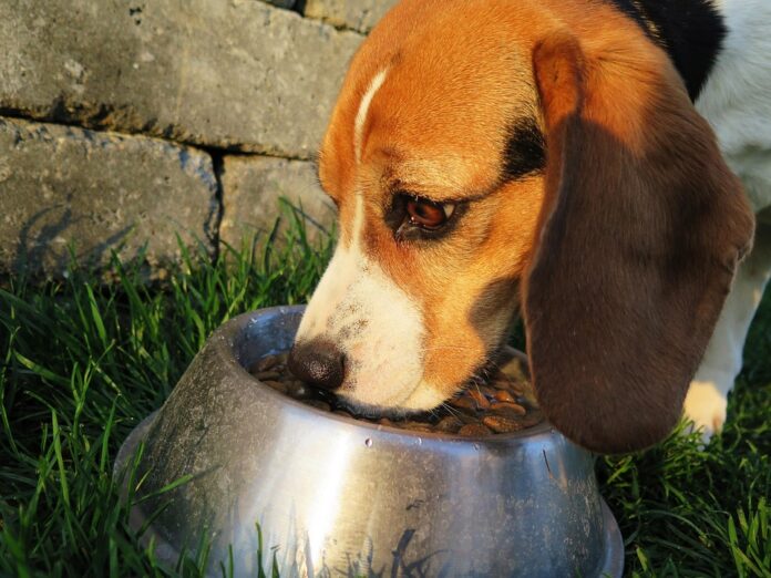 The role of protein sources in dog food from chicken to novel meats