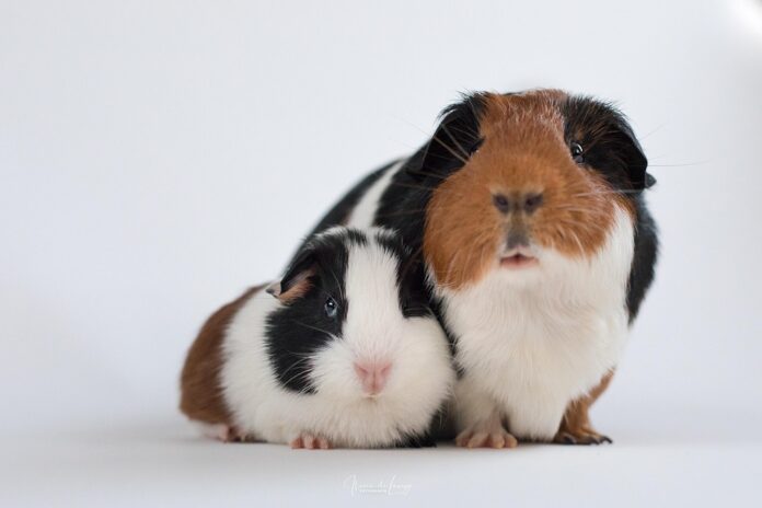 Timothy hay based pellets dominate the guinea pig food segment