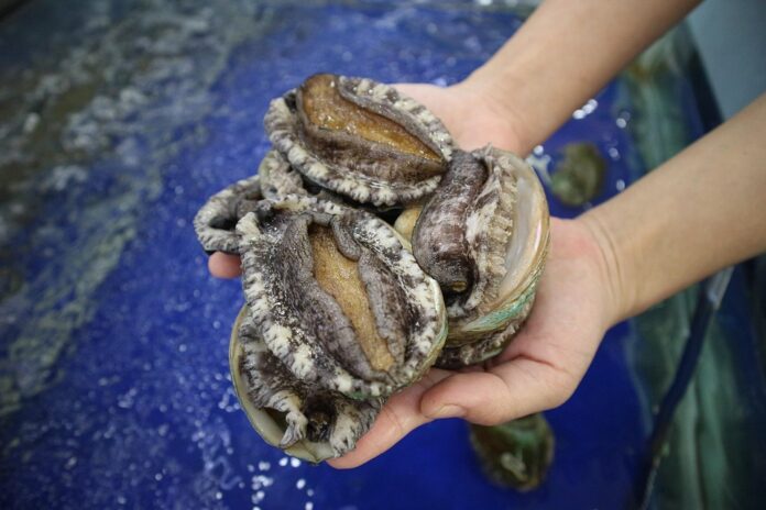 Top Abalone Exporting and Importing Countries Who Controls the Market