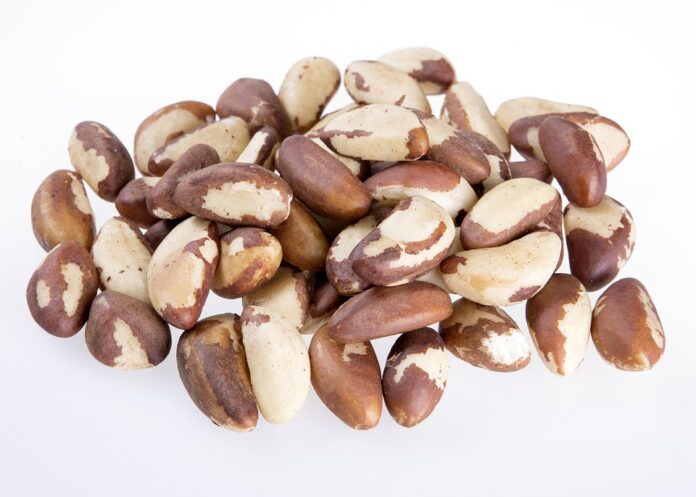 Top Brazil Nuts Exporting and Importing Countries Who Controls the Market