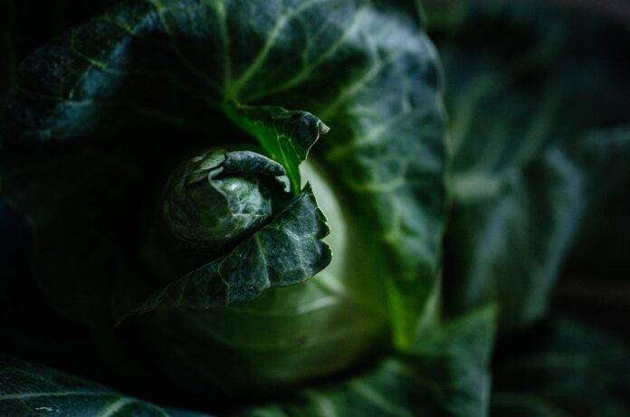 Top Cabbage Exporting and Importing Countries Who Controls the Market