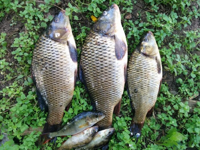 Top Carp Exporting and Importing Countries Who Controls the Market