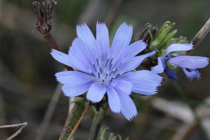 Top Chicory Exporting and Importing Countries Who Controls the Market