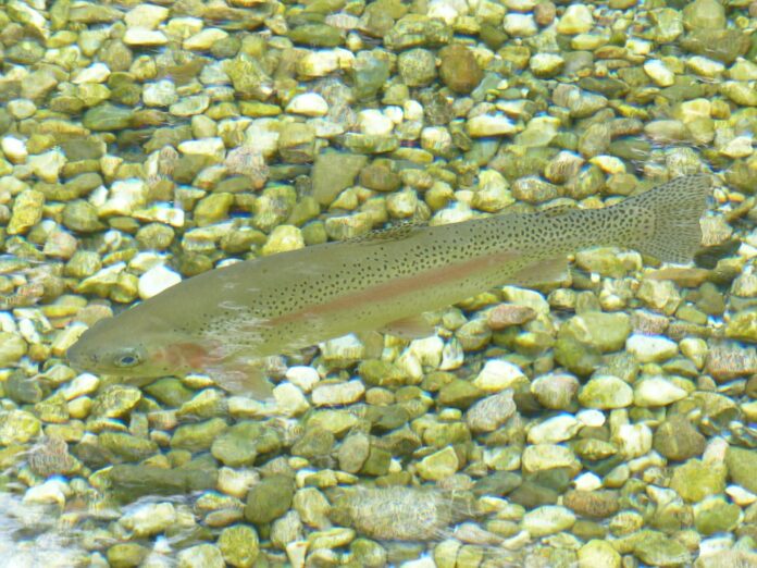 Top Exporters of Frozen and Concentrated Fish Stock