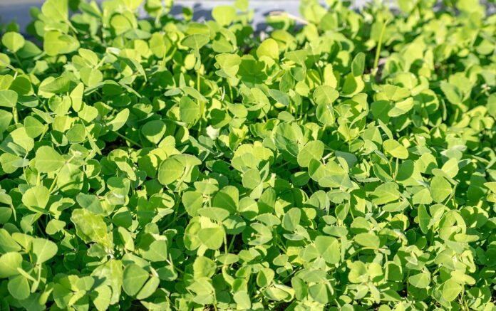 Top Fenugreek Exporting and Importing Countries Who Controls the Market