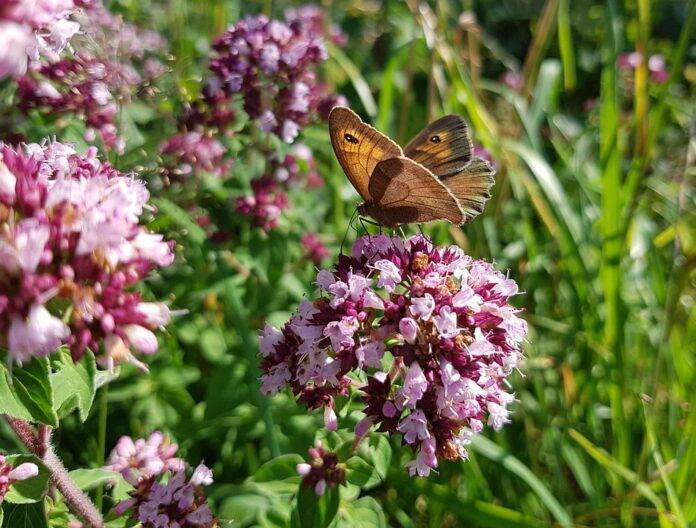 Top Marjoram Exporting and Importing Countries Who Controls the Market
