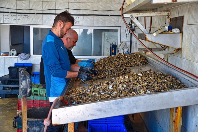Top Oyster Exporting and Importing Countries Who Controls the Market