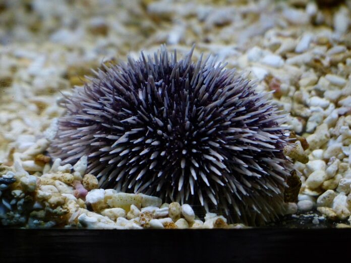 Top Sea Urchin Exporting and Importing Countries Who Controls the Market