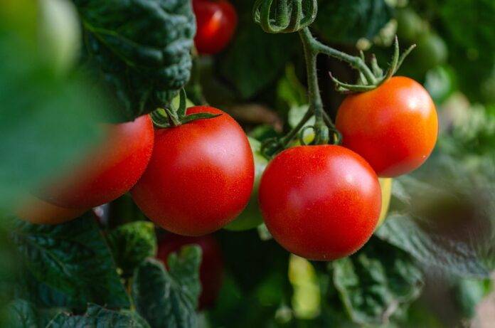 Top Tomato Exporting and Importing Countries Who Controls the Market
