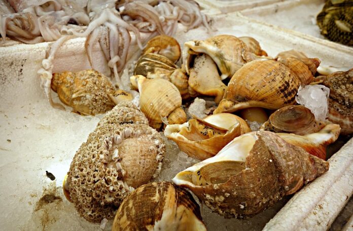 Top Whelk Exporting and Importing Countries Who Controls the Market