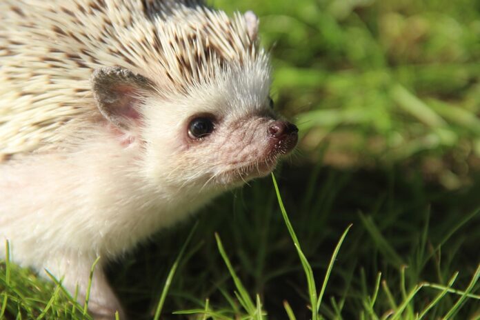 Treats for hedgehogs include dried insects and soft fruit bites