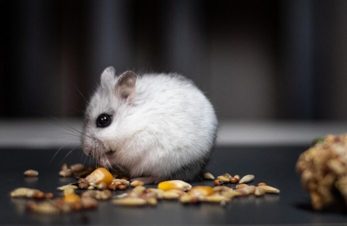 Treats with dried fruit and herbs increase engagement and enrichment