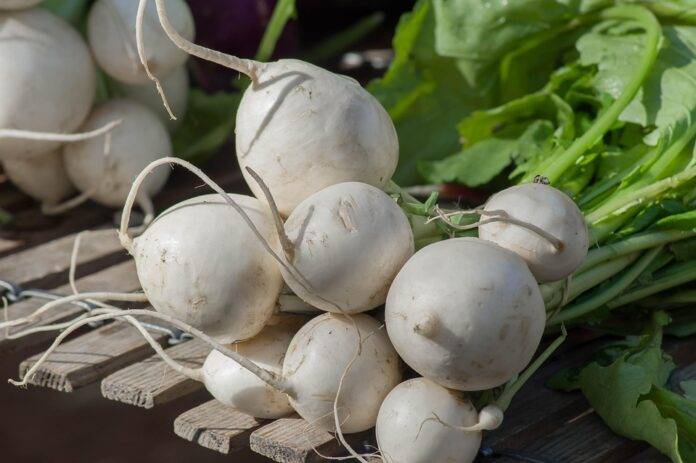 Turnip Production Trade and Consumption A 360° Industry Report