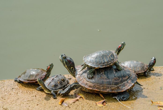 Turtle and tortoise diets require calcium rich vegetables and pellets