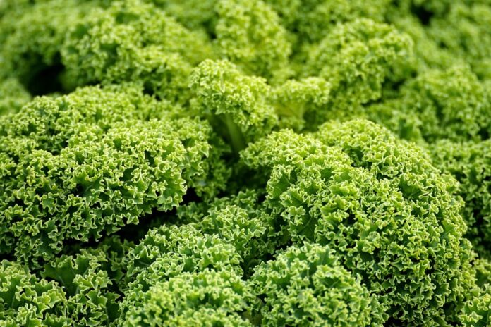 Vegan food industry continues rapid growth driven by health ethics and environment