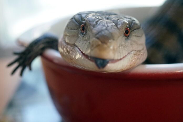 Vet approved diets help build trust in exotic pet food formulations