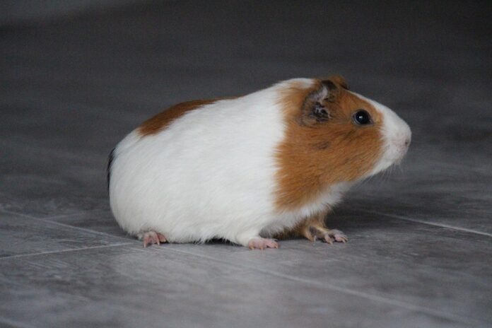 Vet approved hamster food formulations promote wellness and balance