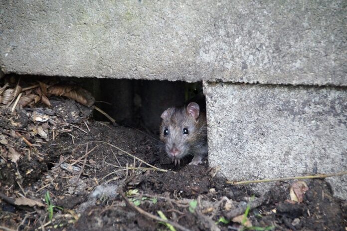 Vet approved rodent diets target long term wellness in captivity