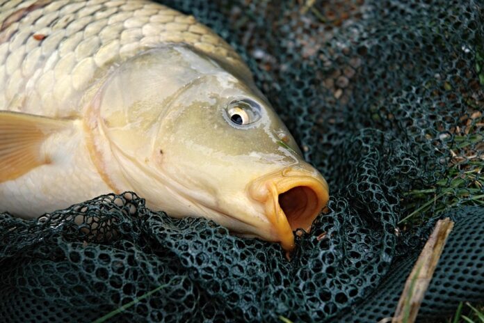 Waste Reduction in Carp Processing Turning Byproducts Into Profits