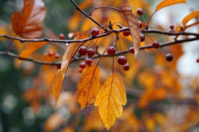 Waste Reduction in Cherry Processing Turning Byproducts Into Profits