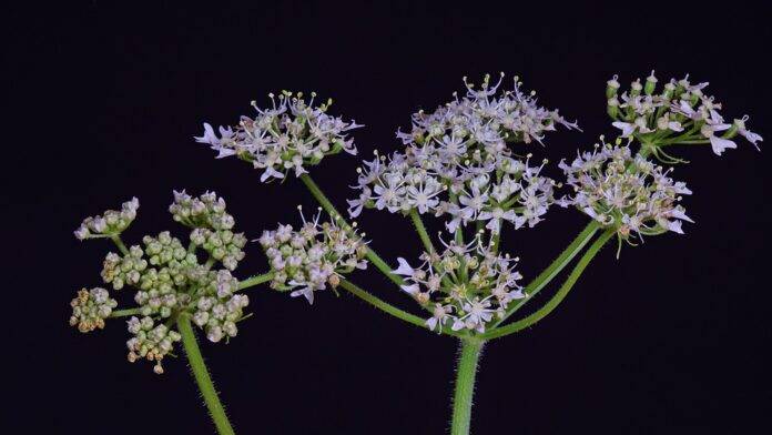 Waste Reduction in Chervil Processing Turning Byproducts Into Profits