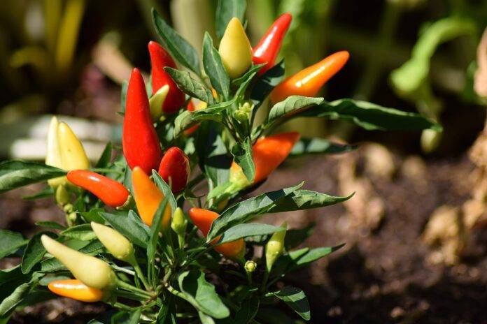 Waste Reduction in Chili Processing Turning Byproducts Into Profits