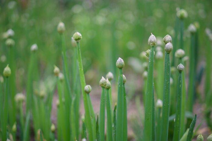Waste Reduction in Chives Processing Turning Byproducts Into Profits