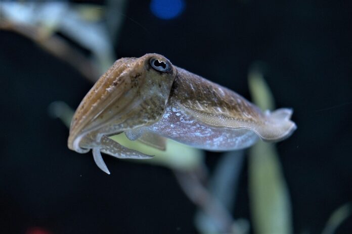 Waste Reduction in Cuttlefish Processing Turning Byproducts Into Profits