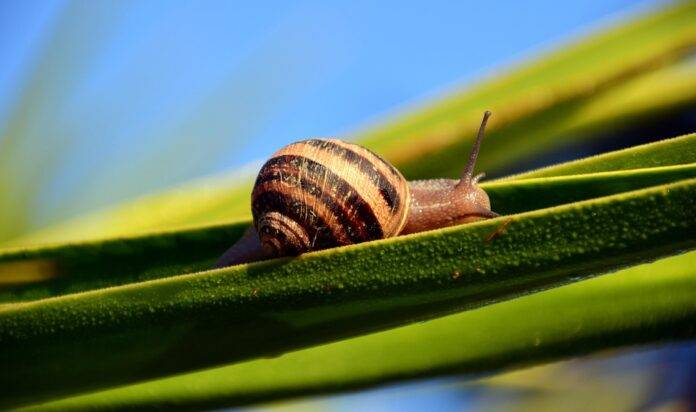 Waste Reduction in Edible Snail Processing Turning Byproducts Into Profits