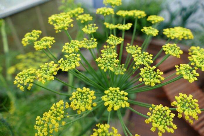 Waste Reduction in Fennel Processing Turning Byproducts Into Profits