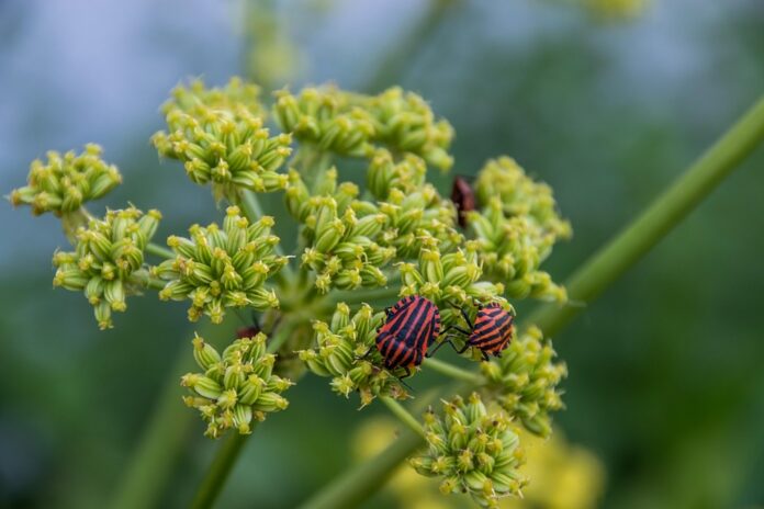 Waste Reduction in Lovage Processing Turning Byproducts Into Profits