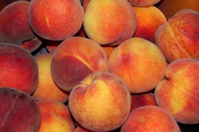 Waste Reduction in Peach Processing Turning Byproducts Into Profits