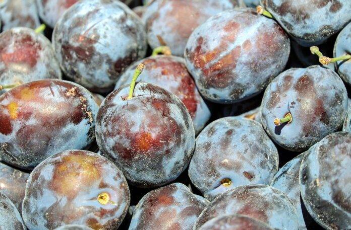 Waste Reduction in Plum Processing Turning Byproducts Into Profits